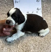 Boy1, a male English Springer Spaniel for sale in Calhoun, GA – 2 of 4