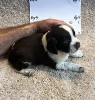 Boy 4, a male English Springer Spaniel for sale in Calhoun, GA – 2 of 4