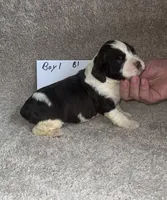 boy #1, a male English Springer Spaniel for sale in Calhoun, GA – 3 of 5