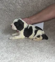 boy 4, a male English Springer Spaniel for sale in Calhoun, GA – 2 of 4