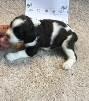 Boy 3, a male English Springer Spaniel for sale in Calhoun, GA – 2 of 4
