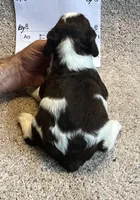 Boy 3, a male English Springer Spaniel for sale in Calhoun, GA – 4 of 4