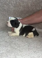 boy 2, a male English Springer Spaniel for sale in Calhoun, GA – 2 of 4