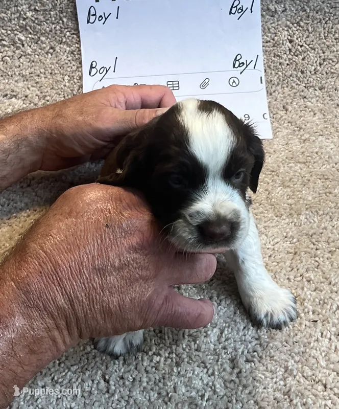 Boy1 – English Springer Spaniel puppy for sale in Calhoun, GA