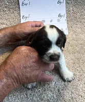 Boy1, a male English Springer Spaniel for sale in Calhoun, GA – 1 of 4
