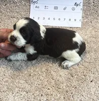 Boy5, a male English Springer Spaniel for sale in Calhoun, GA – 2 of 4