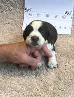 Boy5, a male English Springer Spaniel for sale in Calhoun, GA – 1 of 4