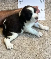 Boy2, a male English Springer Spaniel for sale in Calhoun, GA – 3 of 4