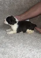 boy #1, a male English Springer Spaniel for sale in Calhoun, GA – 5 of 5