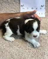 Boy 3, a male English Springer Spaniel for sale in Calhoun, GA – 3 of 4