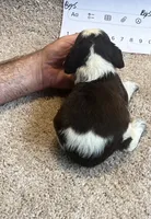 Boy5, a male English Springer Spaniel for sale in Calhoun, GA – 3 of 4