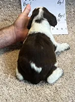 Boy1, a male English Springer Spaniel for sale in Calhoun, GA – 4 of 4