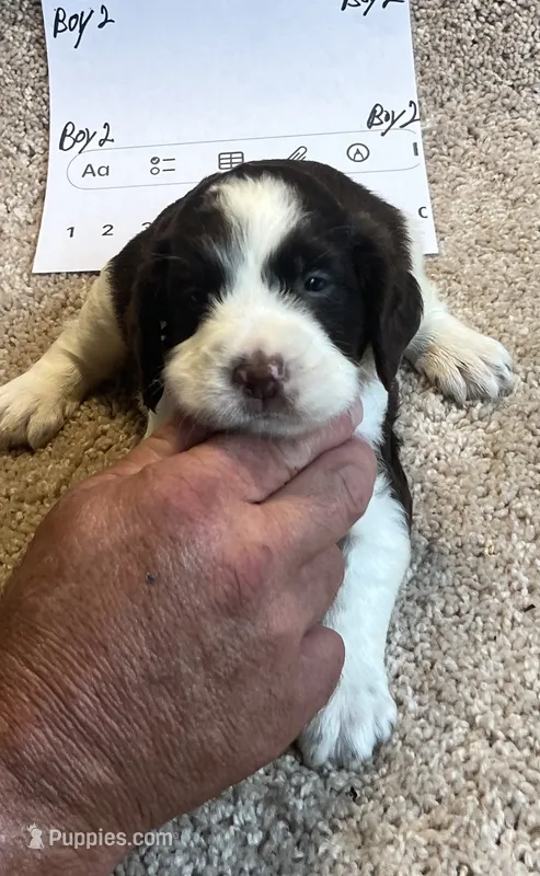 Boy2 – English Springer Spaniel puppy for sale in Calhoun, GA