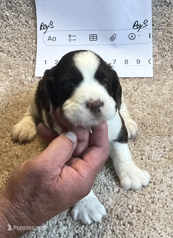 Boy 3 – English Springer Spaniel puppy for sale in Calhoun, GA