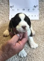 Boy 3, a male English Springer Spaniel for sale in Calhoun, GA – 1 of 4
