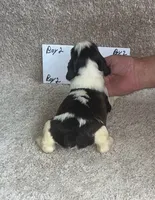 boy 2, a male English Springer Spaniel for sale in Calhoun, GA – 4 of 4