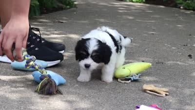 Darla, a female Cavachon for sale in Dundee, OH – 7 of 7