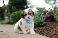 Teddy, a female Cavachon for sale in Dundee, OH – 5 of 9