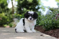 Dory, a female Cavachon for sale in Dundee, OH – 8 of 10