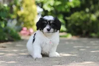 Dory, a female Cavachon for sale in Dundee, OH – 2 of 10