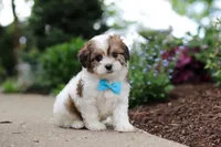 Teddy, a female Cavachon for sale in Dundee, OH – 6 of 9