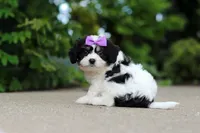 Darla, a female Cavachon for sale in Dundee, OH – 5 of 7