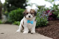 Teddy, a female Cavachon for sale in Dundee, OH – 4 of 9