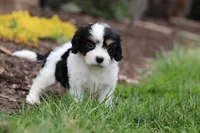 Taylor, a female Cavachon for sale in Dundee, OH – Photo 7 of 8