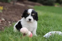 Taylor, a female Cavachon for sale in Dundee, OH – Photo 8 of 8