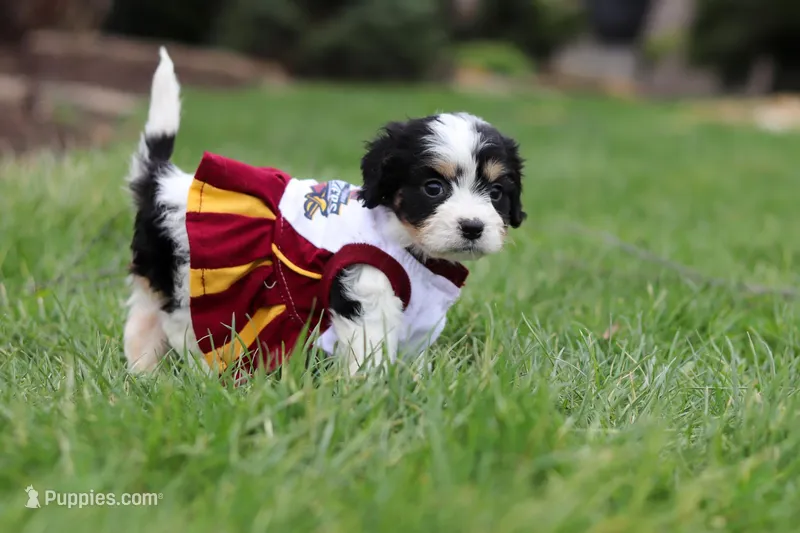 Taylor – Cavachon puppy for sale in Dundee, OH