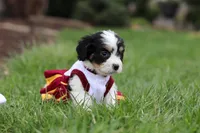 Taylor, a female Cavachon for sale in Dundee, OH – Photo 4 of 8