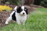 Taylor, a female Cavachon for sale in Dundee, OH – Photo 5 of 8