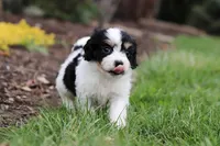 Taylor, a female Cavachon for sale in Dundee, OH – Photo 6 of 8