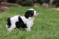 Taylor, a female Cavachon for sale in Dundee, OH – Photo 3 of 8