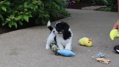 Angela, a female Cavachon for sale in Dundee, OH – 10 of 10