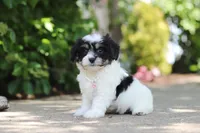 Dory, a female Cavachon for sale in Dundee, OH – 1 of 10