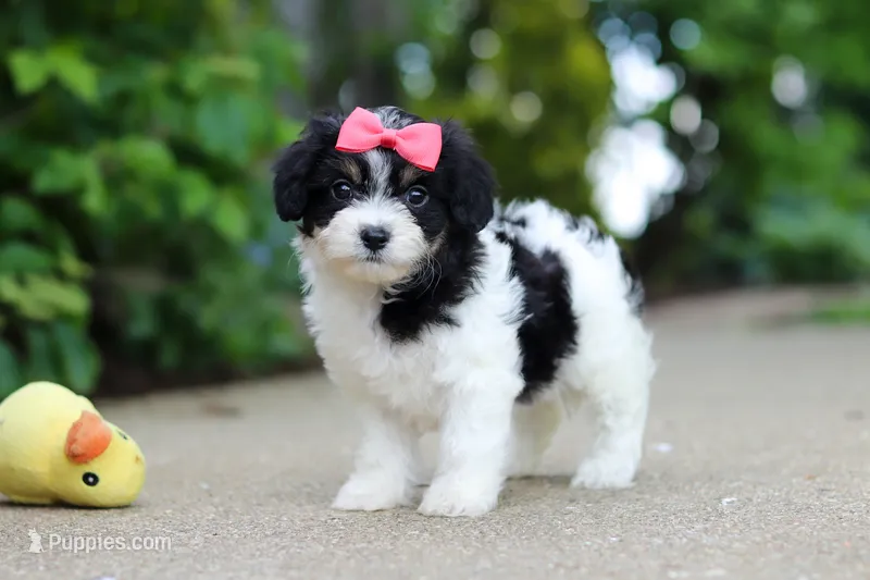 Angela – Cavachon puppy for sale in Dundee, OH