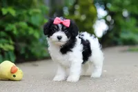 Angela, a female Cavachon for sale in Dundee, OH – 1 of 10