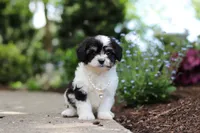 Lana, a female Cavachon for sale in Dundee, OH – 5 of 6