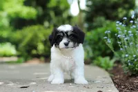 Dory, a female Cavachon for sale in Dundee, OH – 5 of 10
