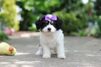 Darla, a female Cavachon for sale in Dundee, OH – 3 of 7