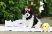 Angela, a female Cavachon for sale in Dundee, OH – 3 of 10