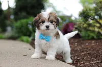 Teddy, a female Cavachon for sale in Dundee, OH – 2 of 9