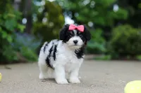 Angela, a female Cavachon for sale in Dundee, OH – 9 of 10