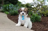 Teddy, a female Cavachon for sale in Dundee, OH – 7 of 9