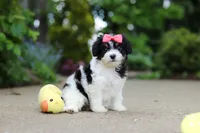 Angela, a female Cavachon for sale in Dundee, OH – 8 of 10