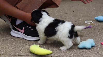 Lana, a female Cavachon for sale in Dundee, OH – 6 of 6