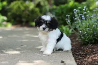 Dory, a female Cavachon for sale in Dundee, OH – 6 of 10