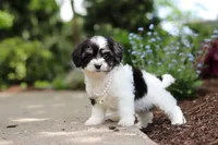 Lana, a female Cavachon for sale in Dundee, OH – 2 of 6