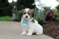 Teddy, a female Cavachon for sale in Dundee, OH – 3 of 9